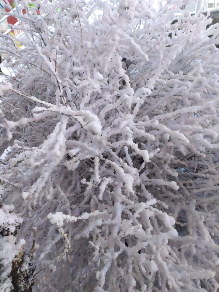 snow tree