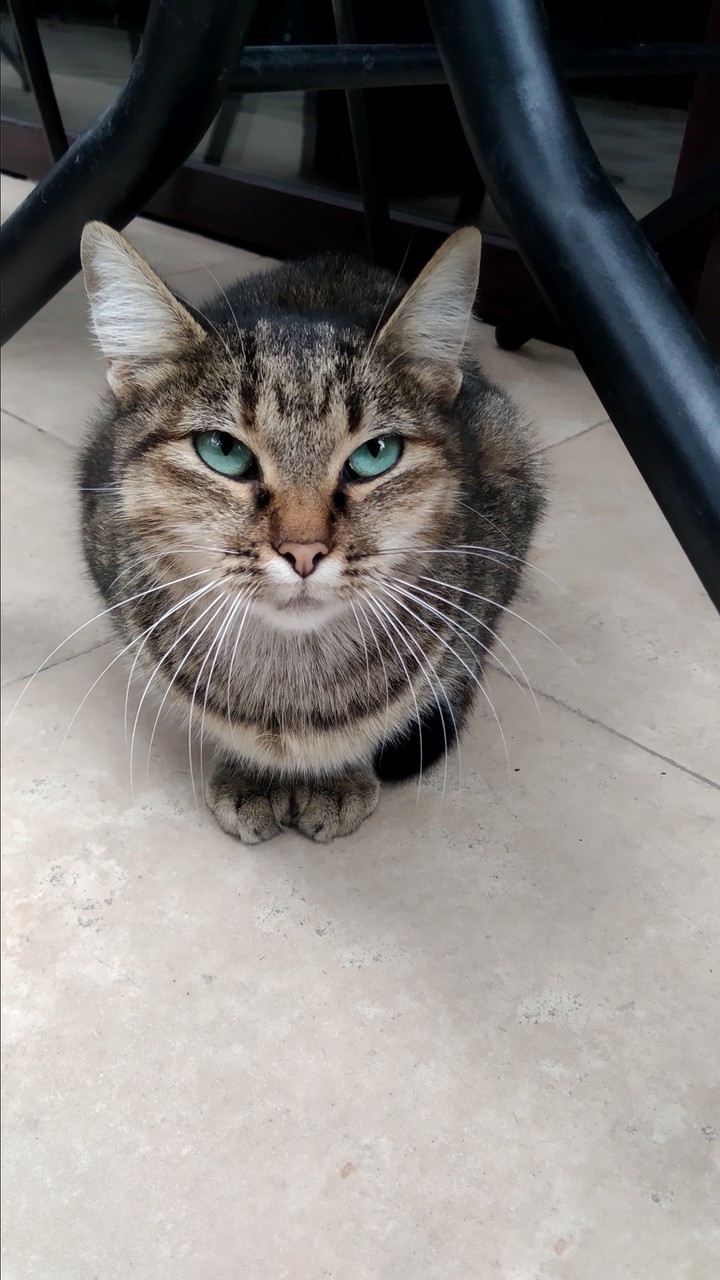 cat