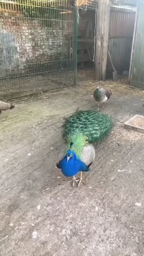 Peafowl