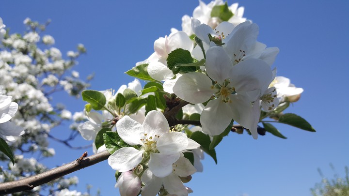 Apple tree in spring