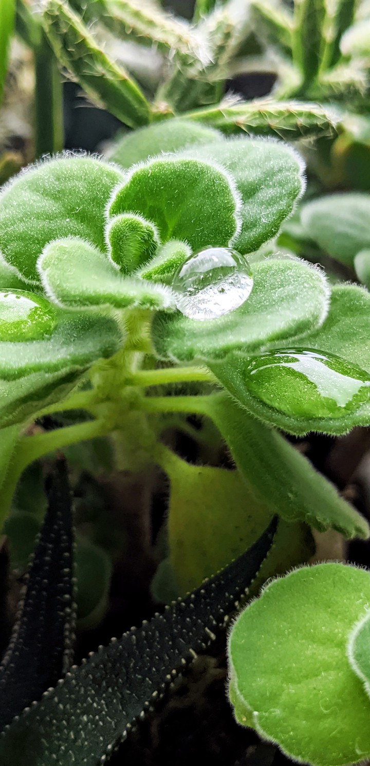 Droplet of Water