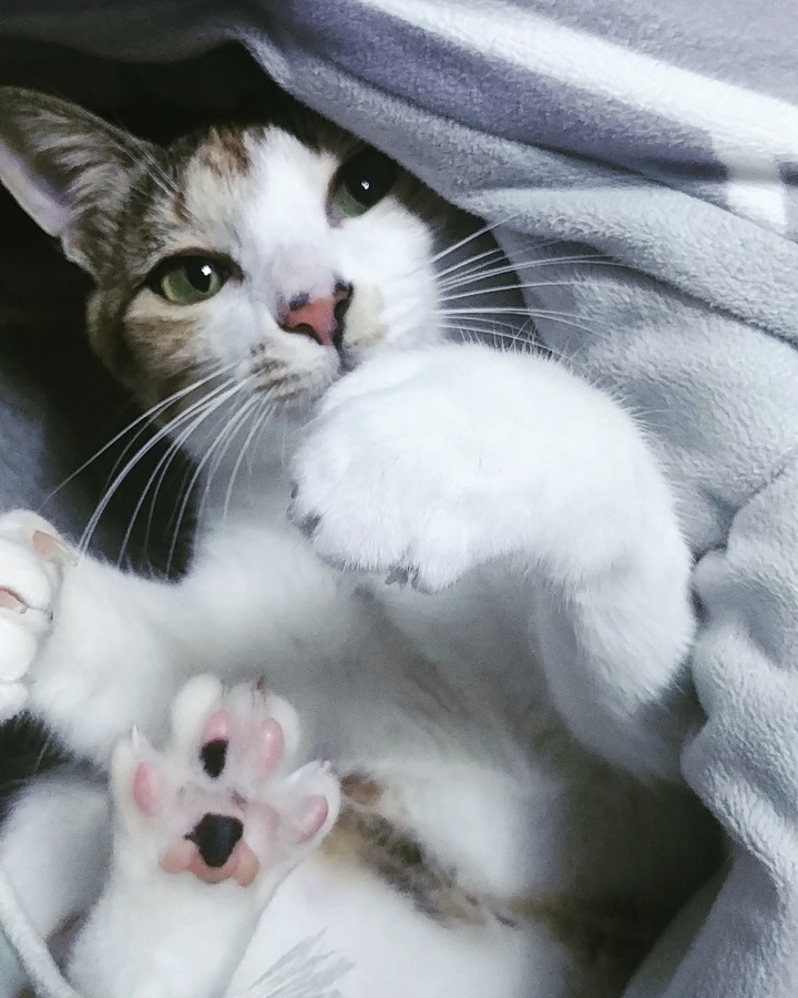 고양이