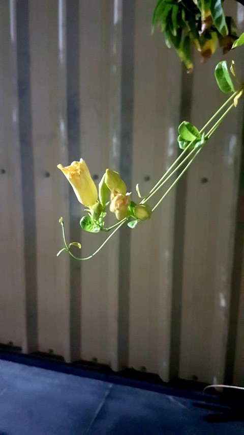 Night flower