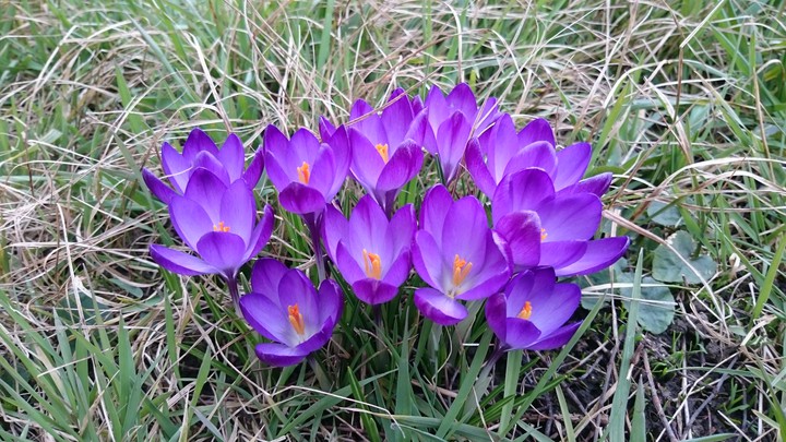 Spring