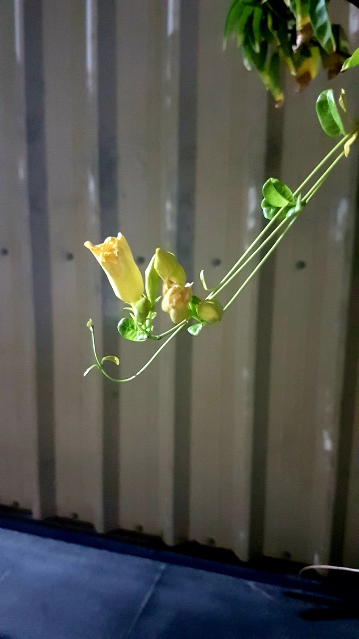 Night flower