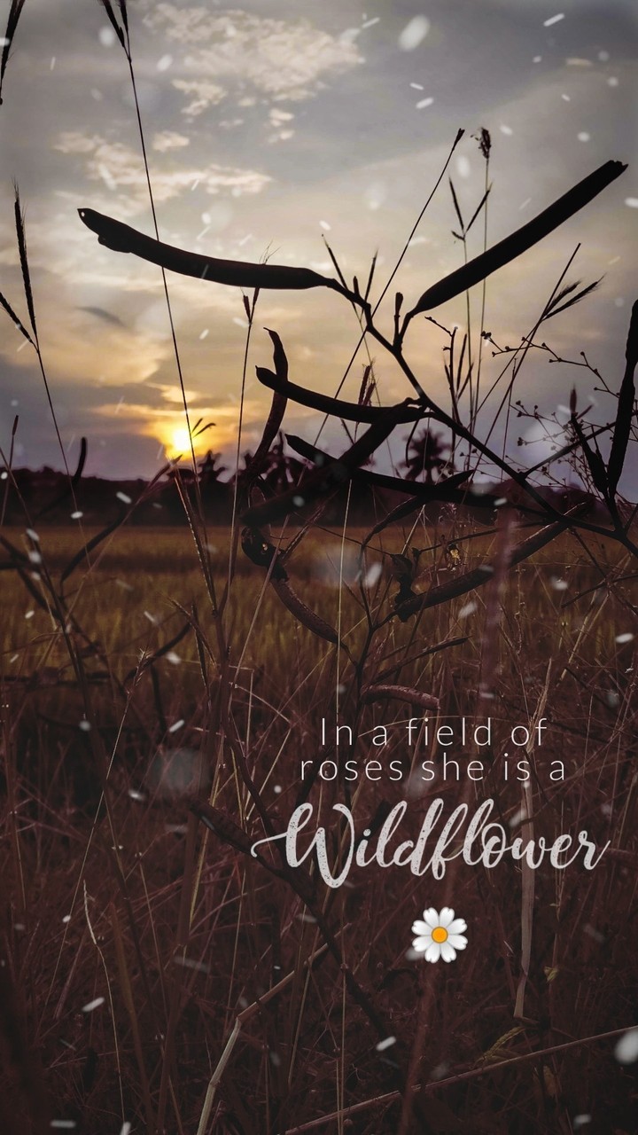 Field