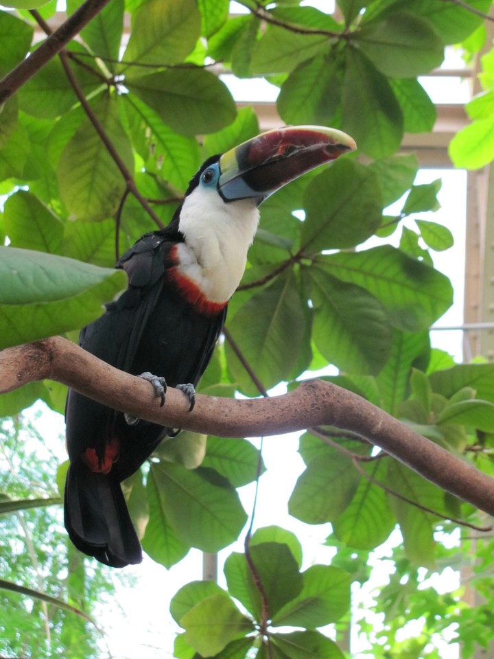 Parrot