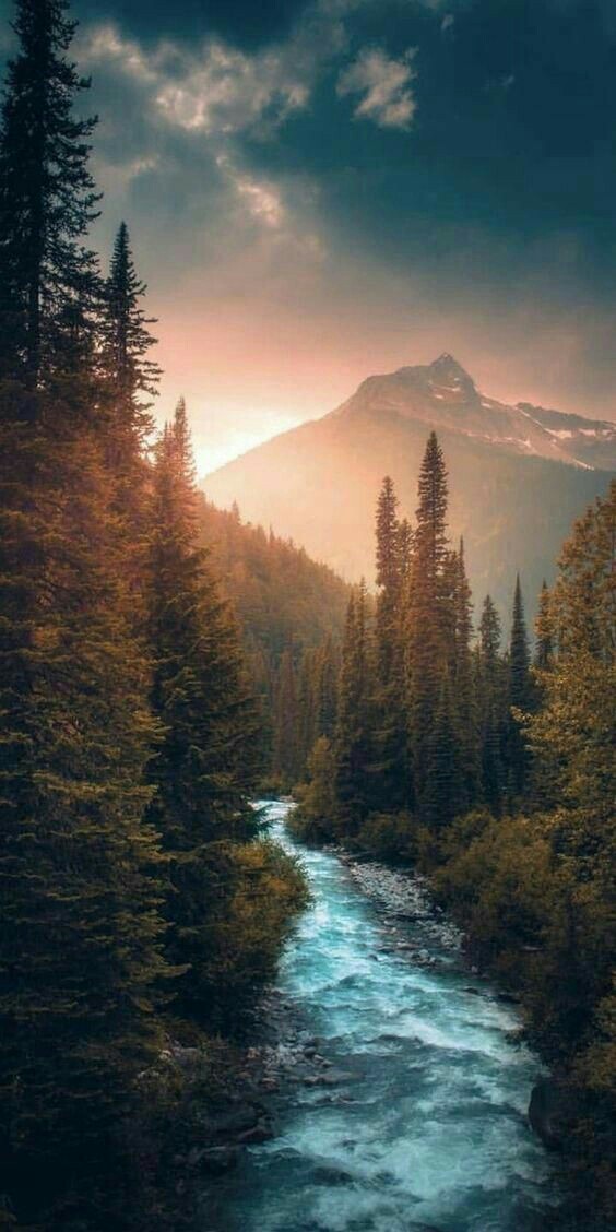 forest