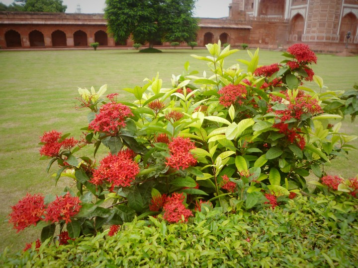 Flowers at Taj