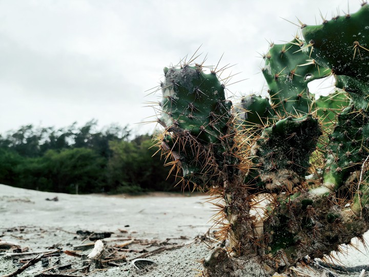 cactus