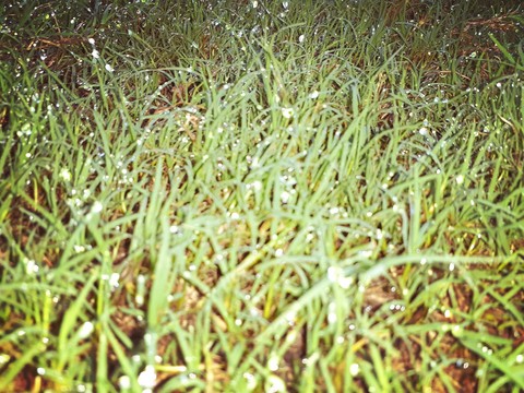 water letts on the grass