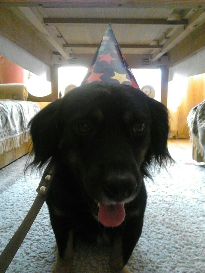 my dog :3