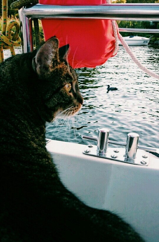 cat on the sailboat ❤❤❤