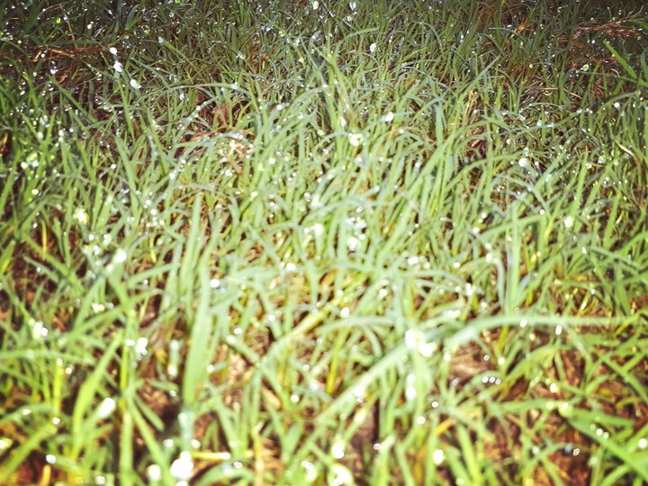 water letts on the grass