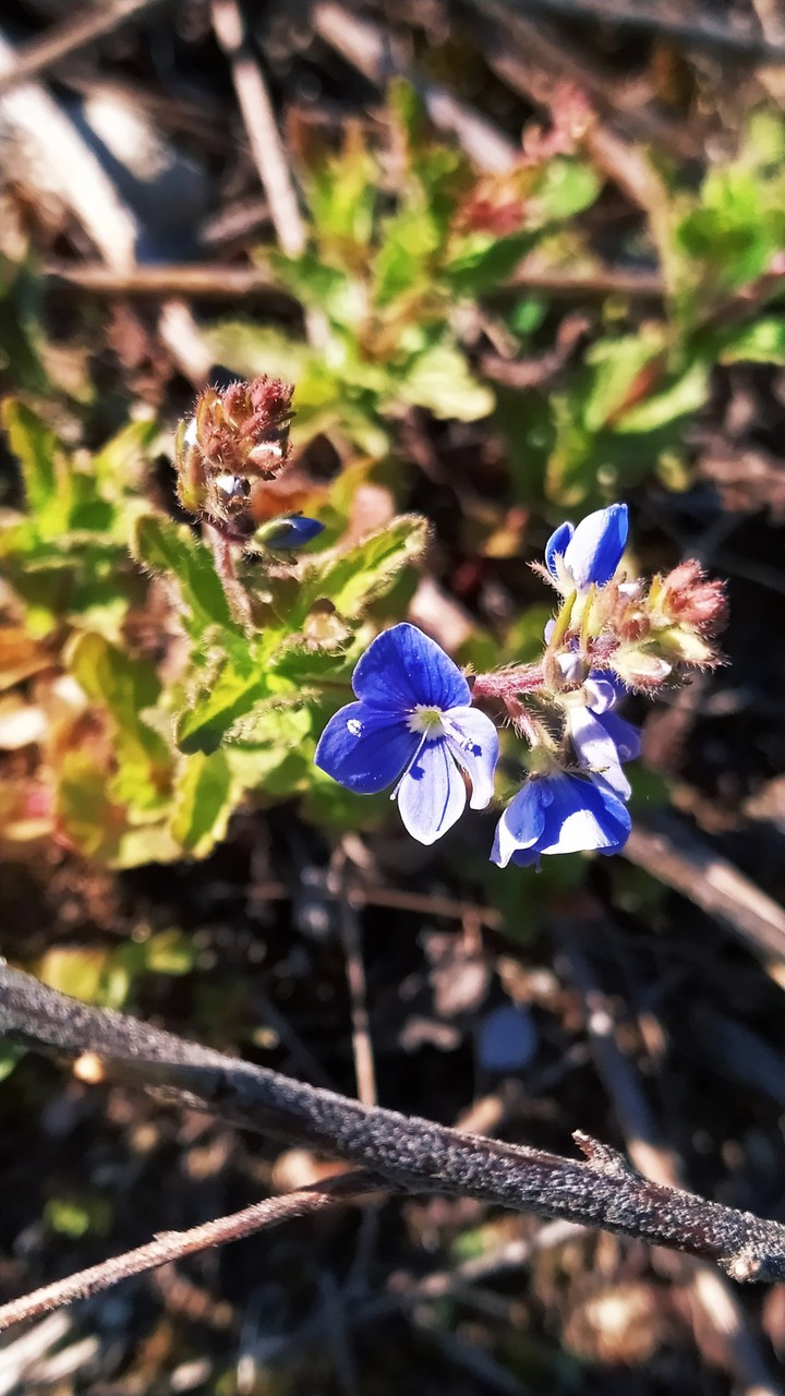Flower dream