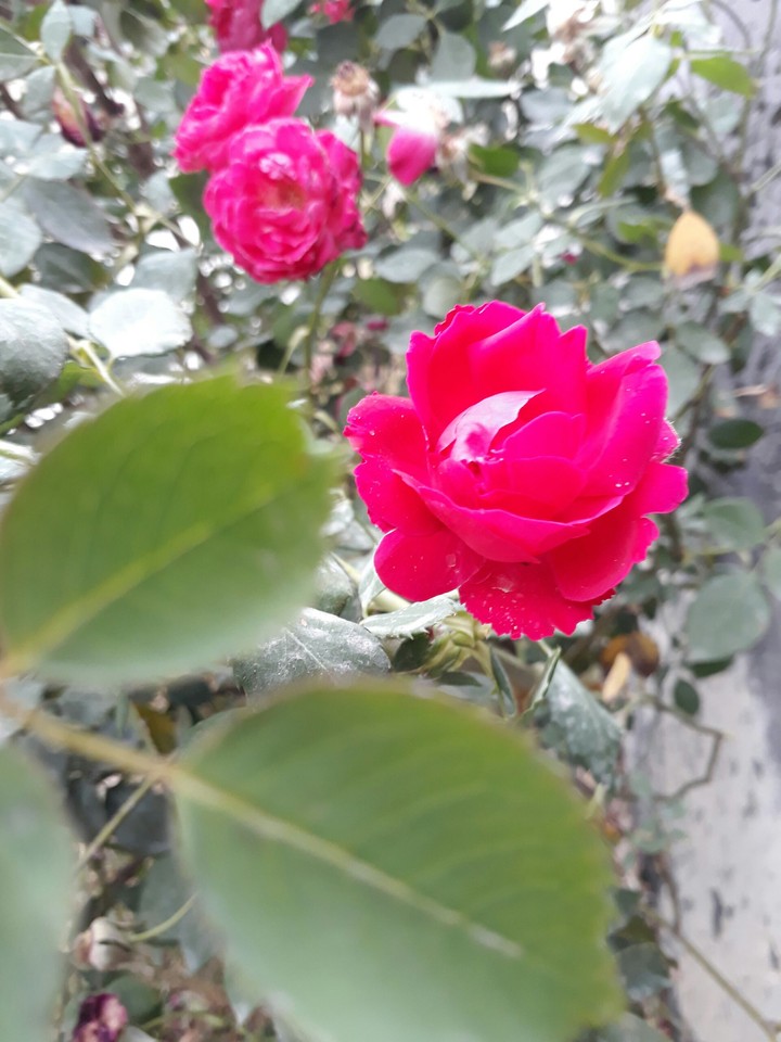 Rose