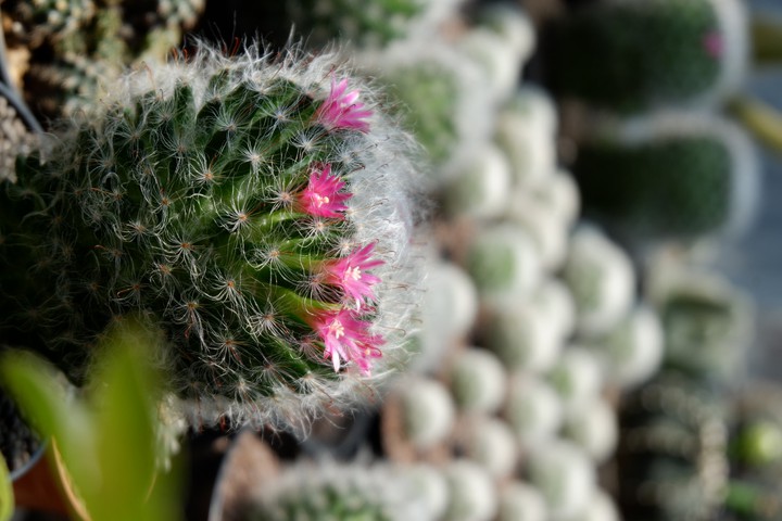 mammillaria ขนแมว