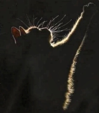 Cat and lumière