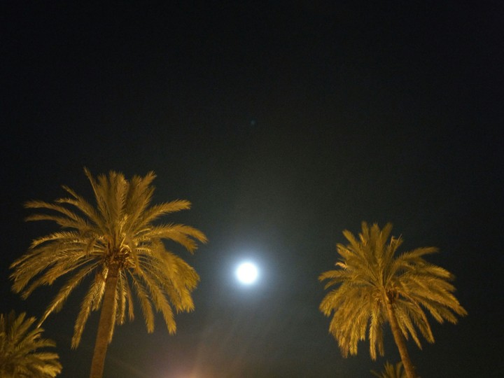 palmeras y la luna