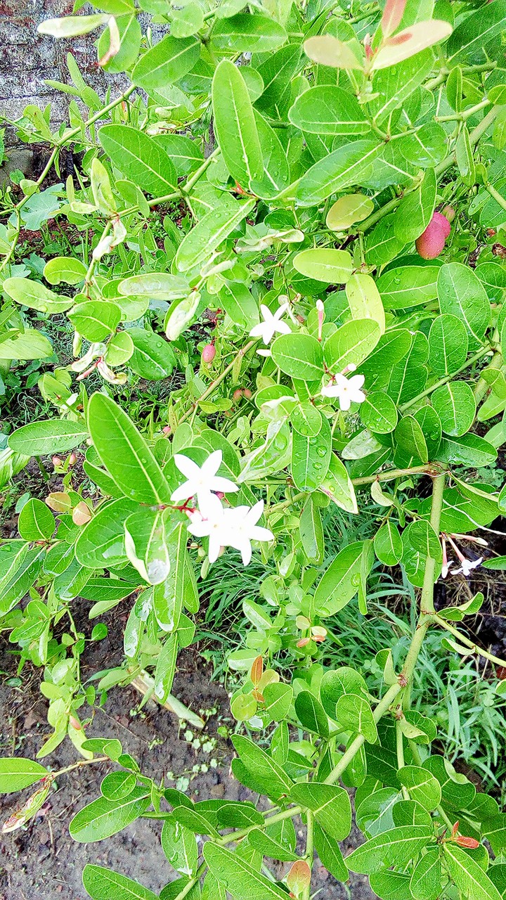 করমোচার ফুল