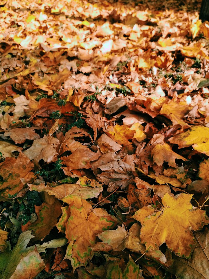 Autumn