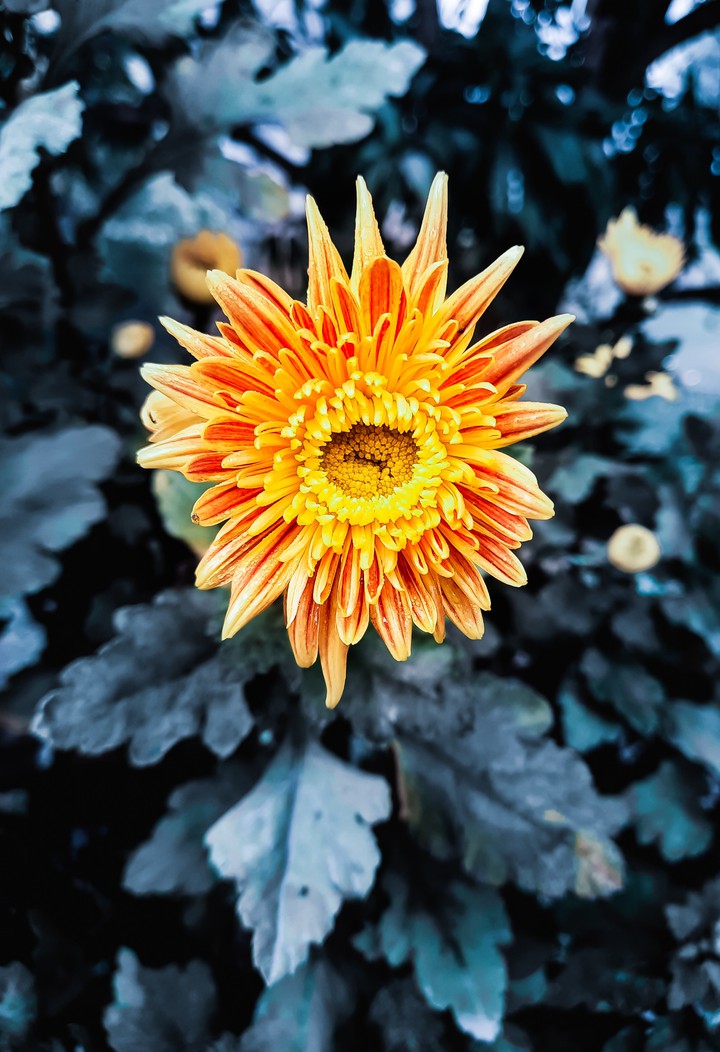 Flower