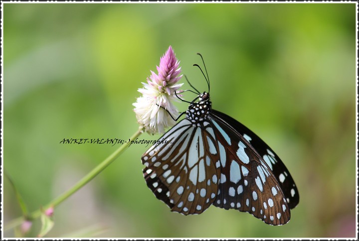 butterfly