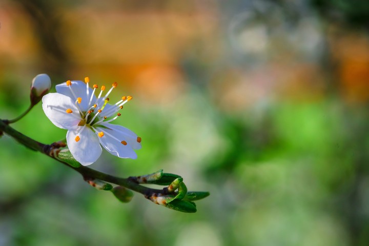 spring