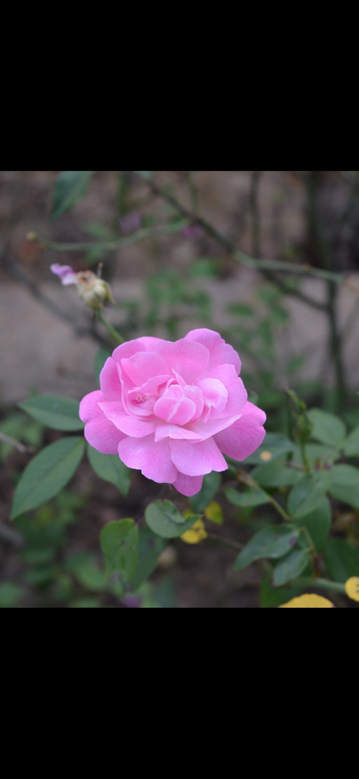 beautiful ?