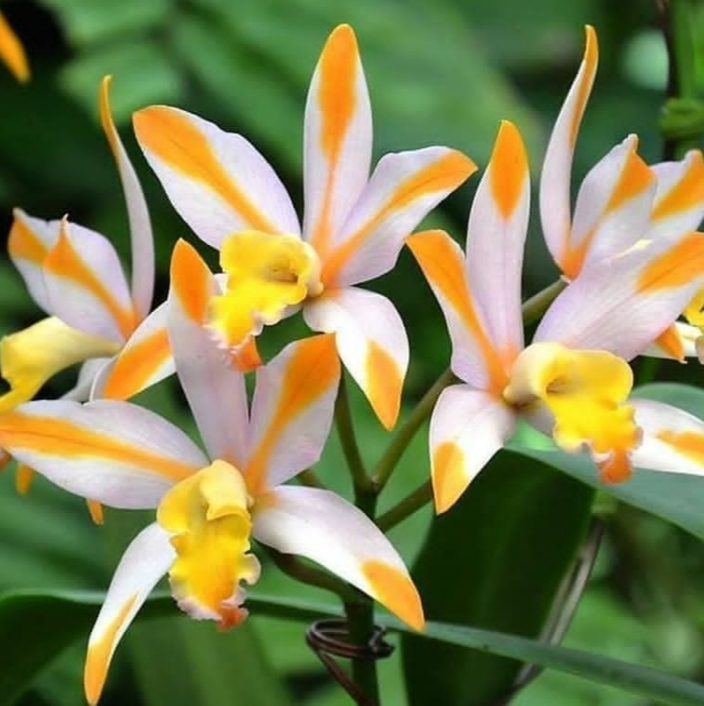 Orchid