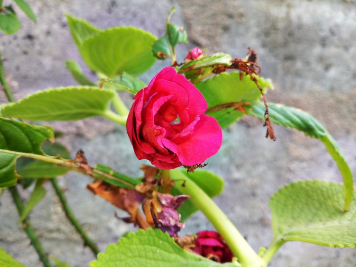 nature's beauty