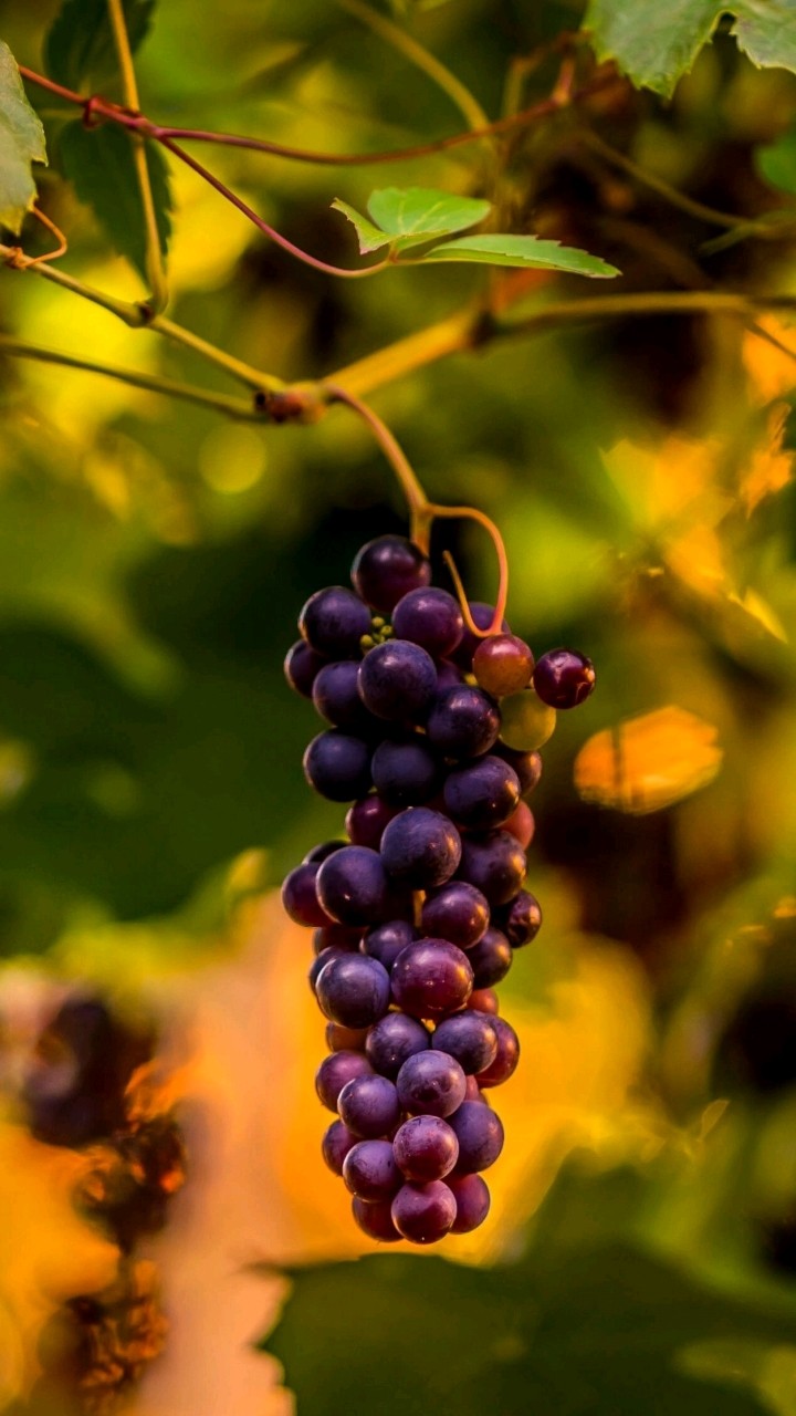 fruits
