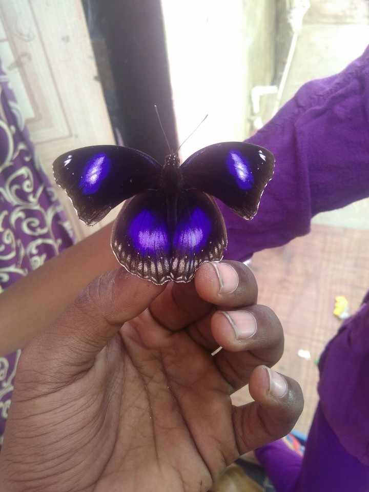 butterfly