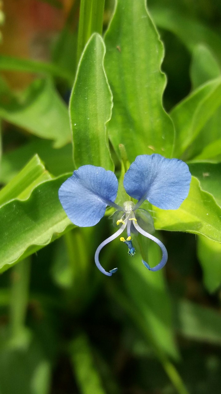 tiny blue