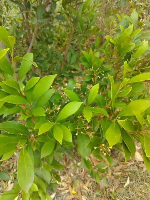Leaf