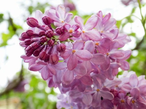 Lilac