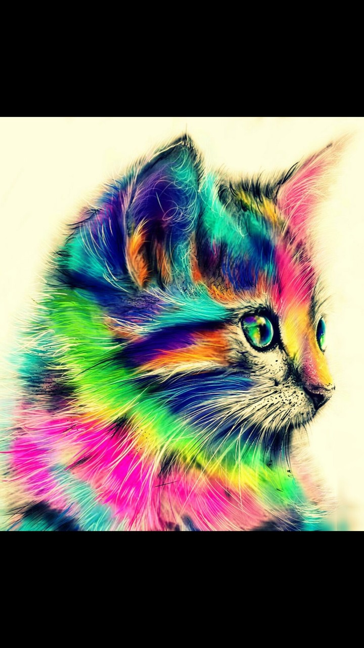 kitten