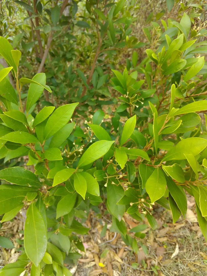 Leaf