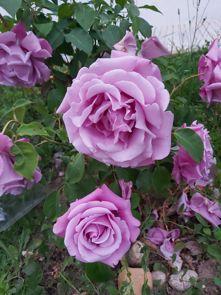 Rosas lilas