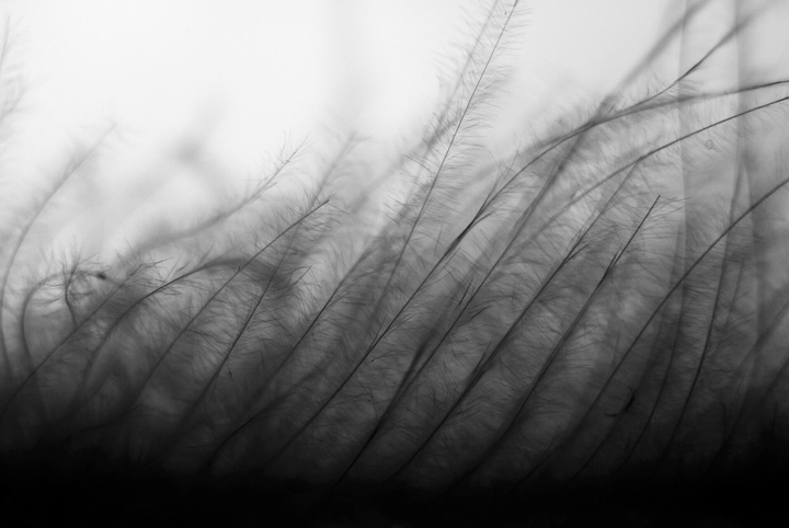 black and white