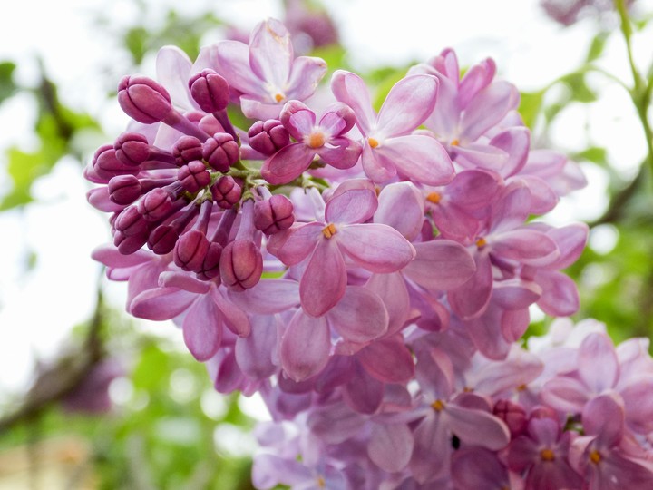 Lilac