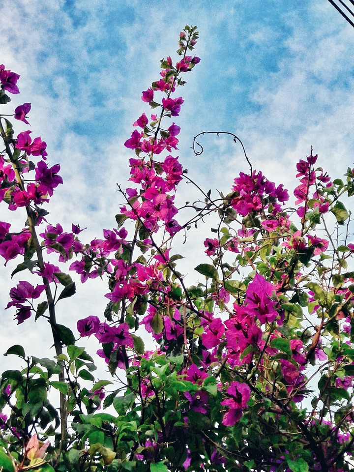 flower