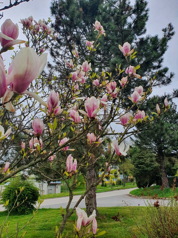 spring