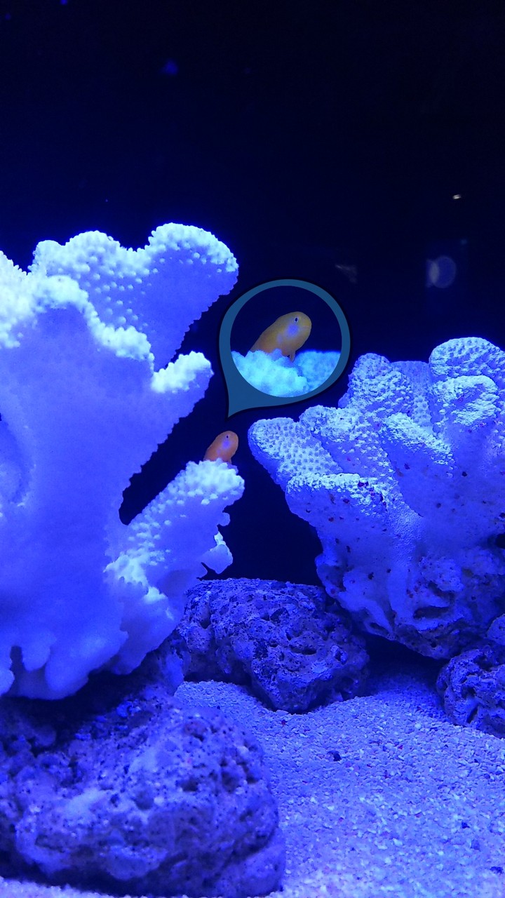 aquarium
