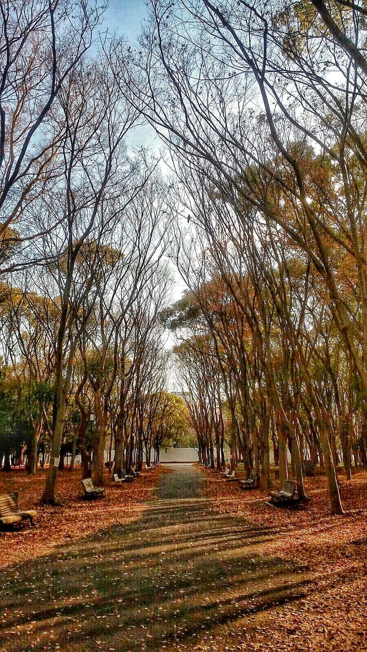 Roadside Trees