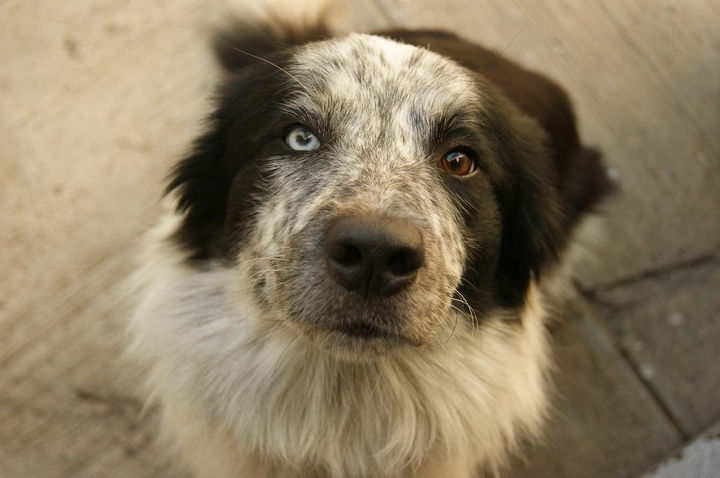 If It's Not A Broder Collie iIt's Just A Dog