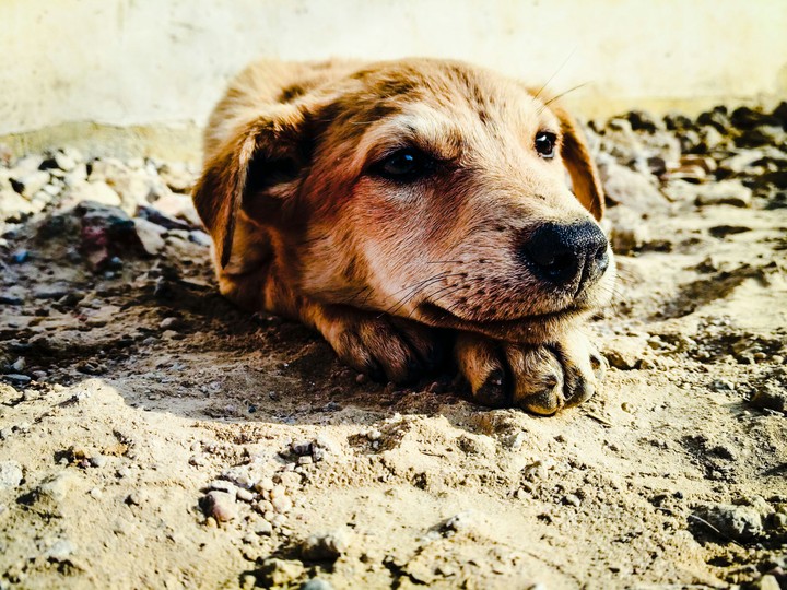 dog ❤