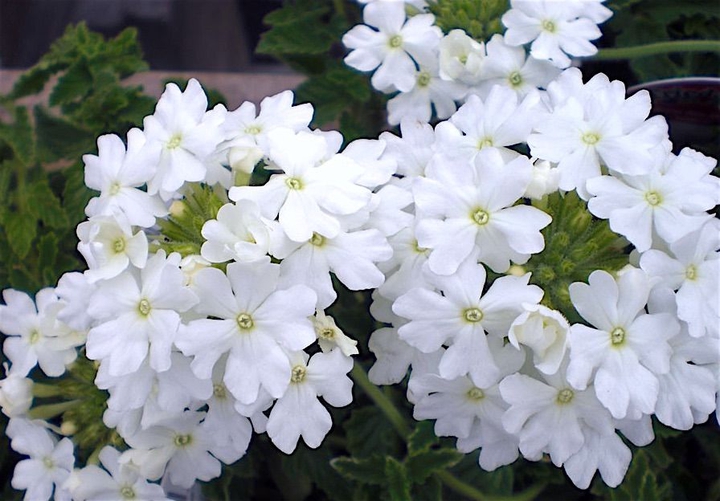 #Nature's Beauty
