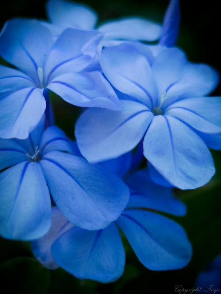 Sky Flower