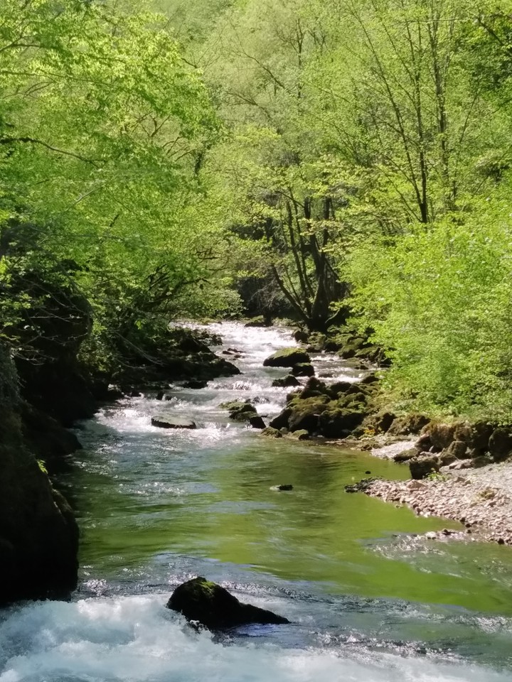Sanica wellspring